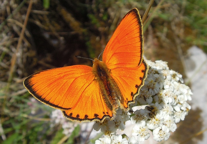 Lycaena (heodes) virgaureae: maschio e femmina