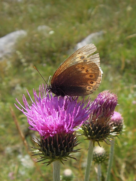 Erebia albergana? S !