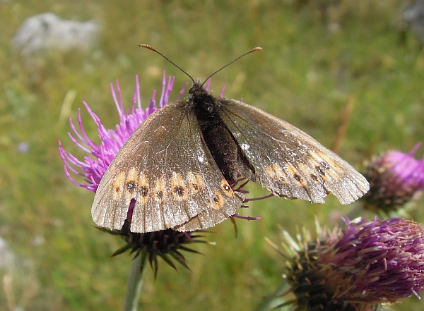 Erebia albergana? S !