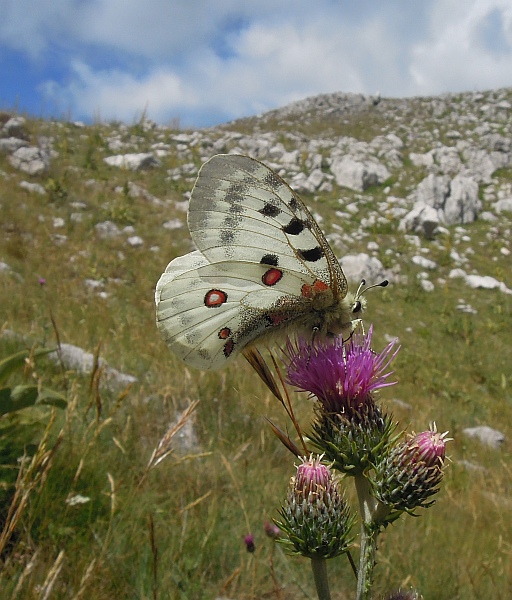 Parnassius apollo