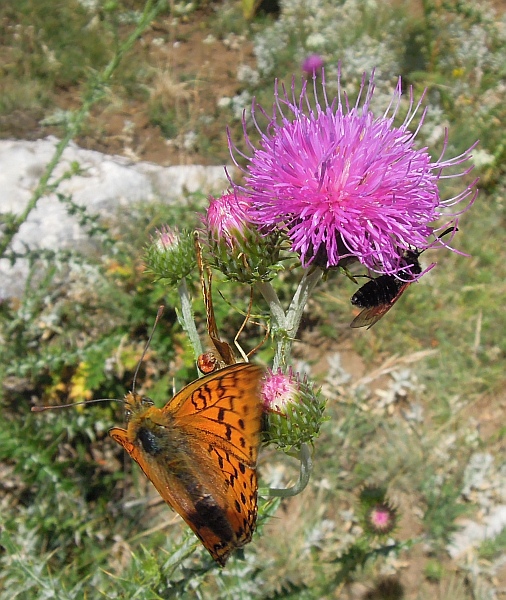 Voli di corteggiamento