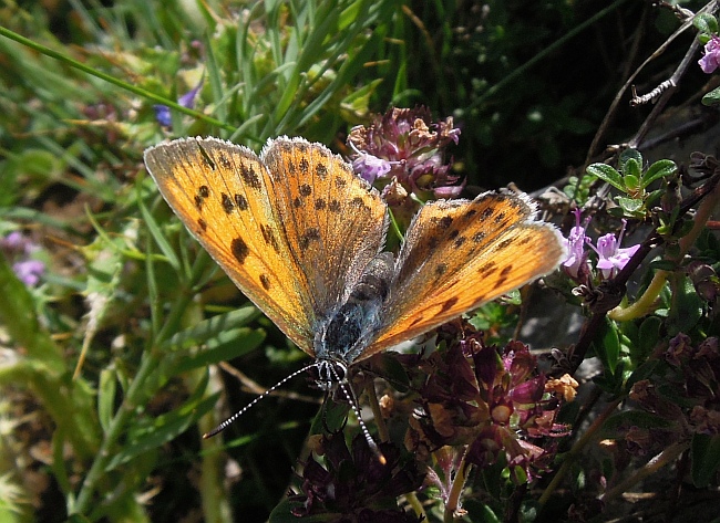 Lycaena (heodes) virgaureae: maschio e femmina