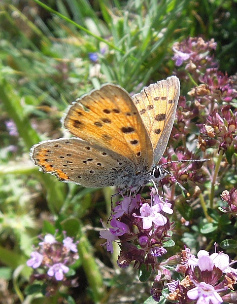 Lycaena (heodes) virgaureae: maschio e femmina