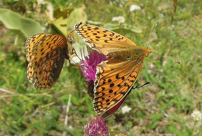 Voli di corteggiamento