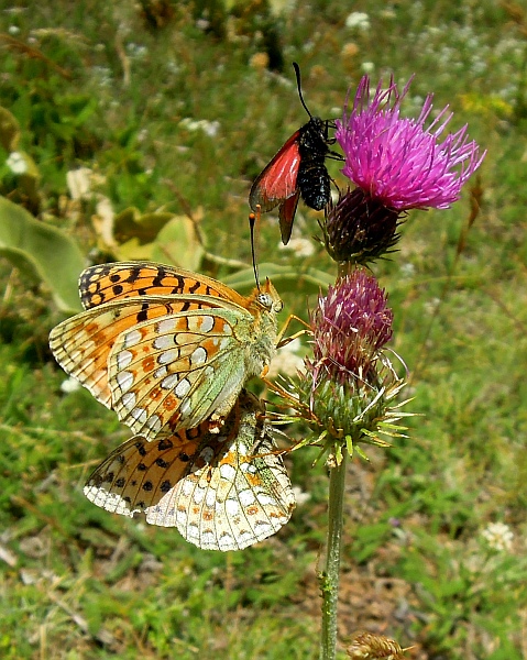 Voli di corteggiamento