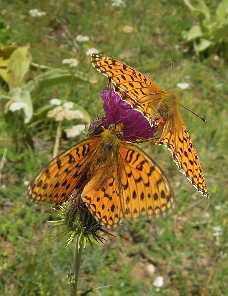 Voli di corteggiamento