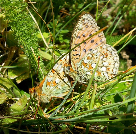 Argynnis niobe?