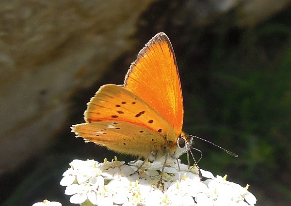 Lycaena (heodes) virgaureae: maschio e femmina