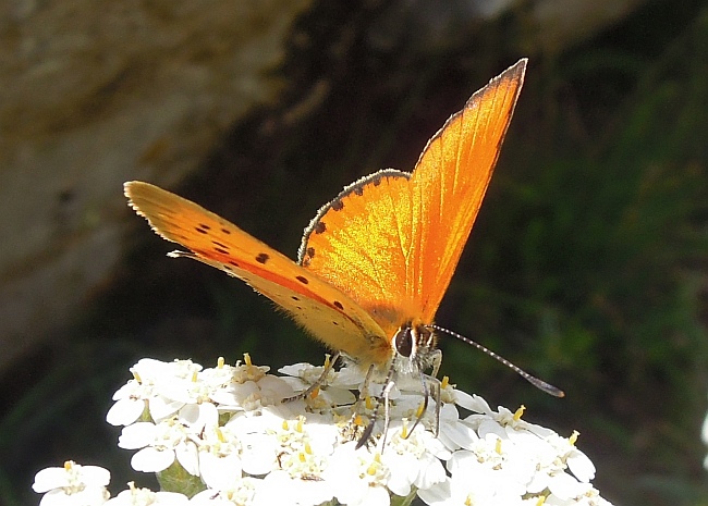 Lycaena (heodes) virgaureae: maschio e femmina