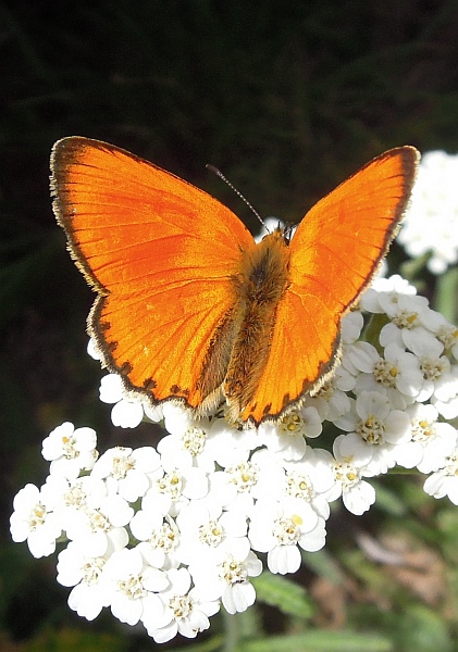 Lycaena (heodes) virgaureae: maschio e femmina