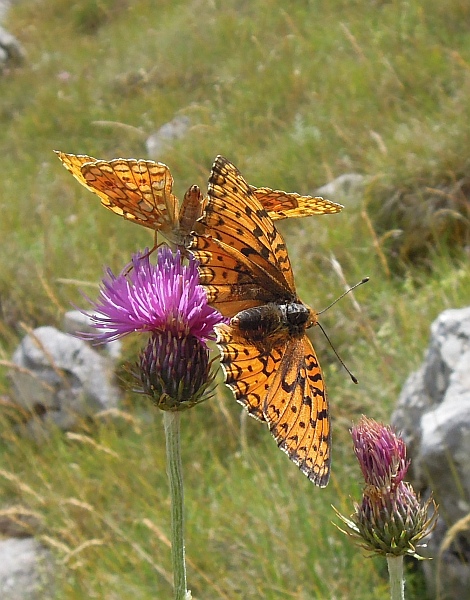 Voli di corteggiamento