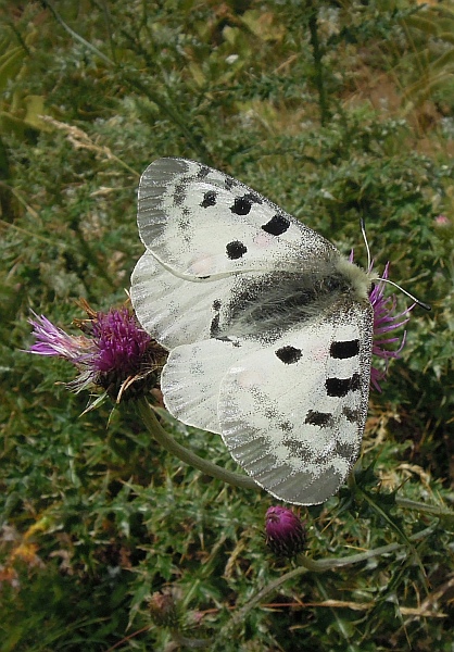 Parnassius apollo