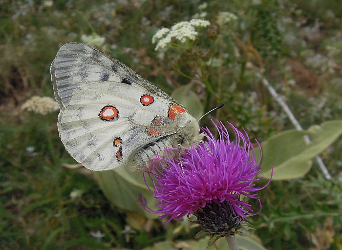 Parnassius apollo