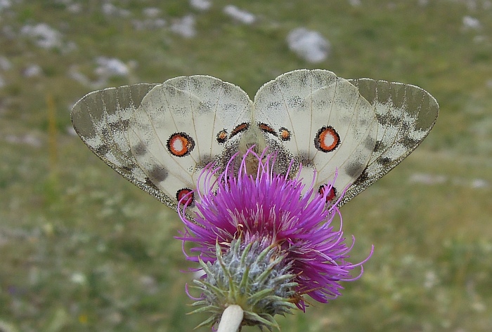 Parnassius apollo