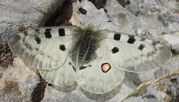 Parnassius apollo