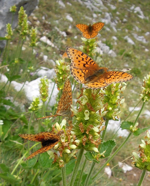 Argynnis niobe?