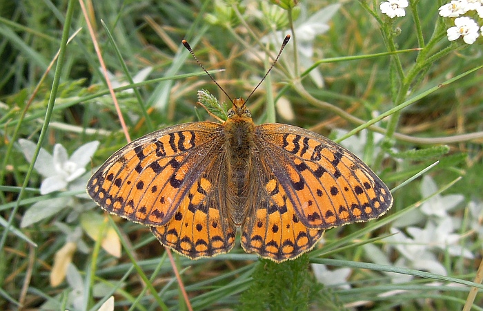 Argynnis niobe?