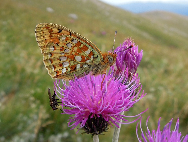 Argynnis niobe?