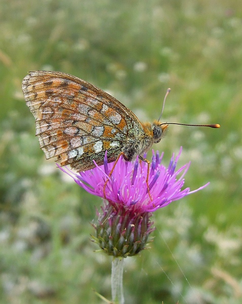 Argynnis niobe?