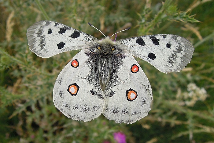 Parnassius apollo