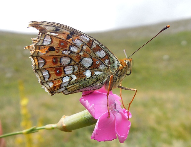 Argynnis niobe?