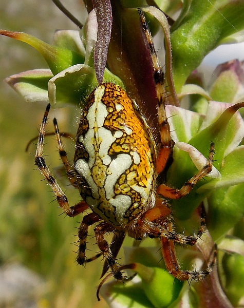 Aculepeira ceropegia