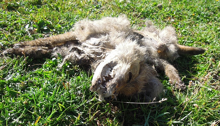 Cucciolo di canis lupus italicus?