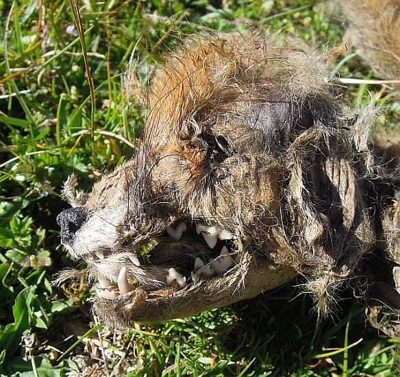 Cucciolo di canis lupus italicus?