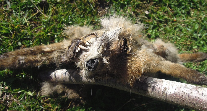 Cucciolo di canis lupus italicus?