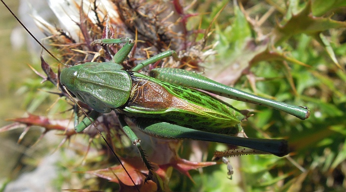 Decticus sp. ?