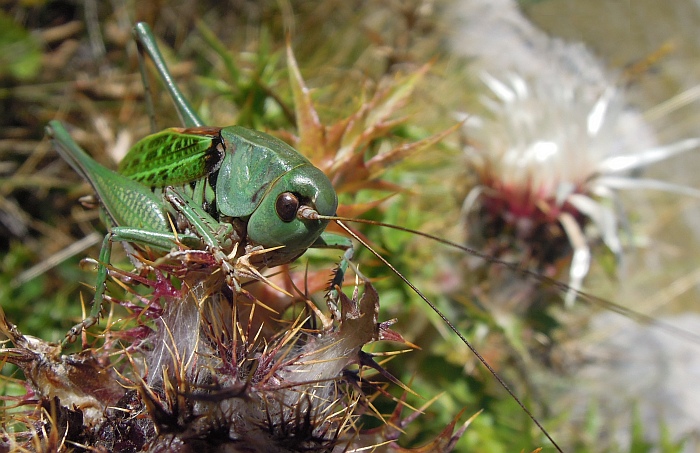 Decticus sp. ?