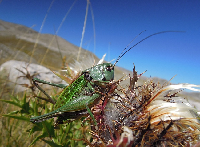 Decticus sp. ?