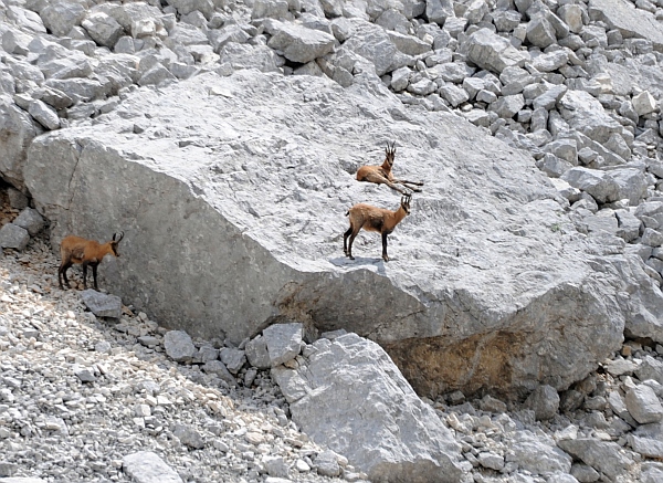 Camoscio d''Abruzzo Rupicapra pyrenaica ornata