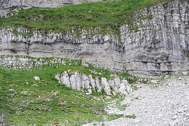 Camoscio d''Abruzzo Rupicapra pyrenaica ornata