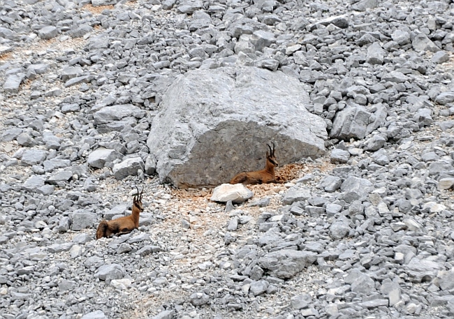 Camoscio d''Abruzzo Rupicapra pyrenaica ornata