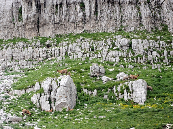 Camoscio d''Abruzzo Rupicapra pyrenaica ornata