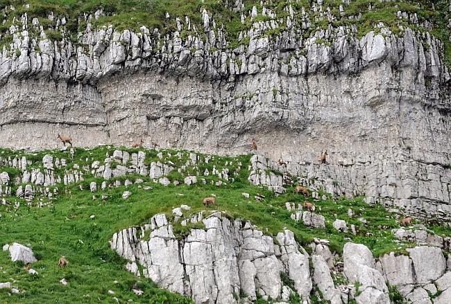 Camoscio d''Abruzzo Rupicapra pyrenaica ornata