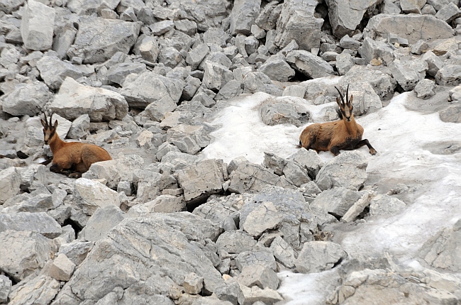 Camoscio d''Abruzzo Rupicapra pyrenaica ornata