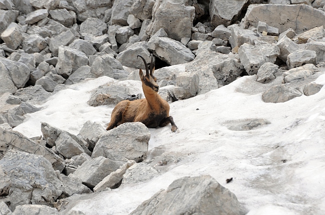 Camoscio d''Abruzzo Rupicapra pyrenaica ornata