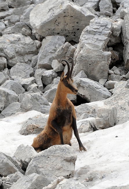 Camoscio d''Abruzzo Rupicapra pyrenaica ornata