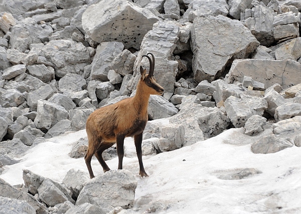 Camoscio d''Abruzzo Rupicapra pyrenaica ornata