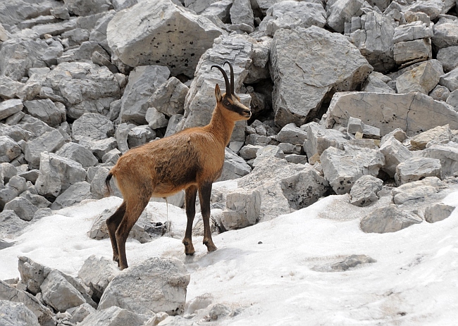 Camoscio d''Abruzzo Rupicapra pyrenaica ornata