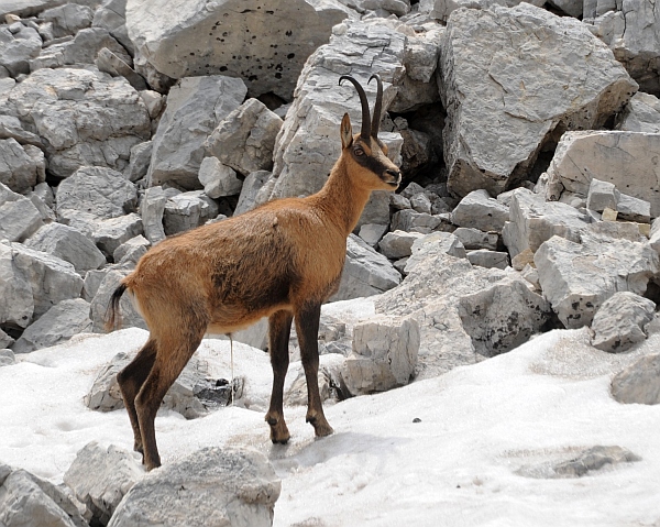 Camoscio d''Abruzzo Rupicapra pyrenaica ornata