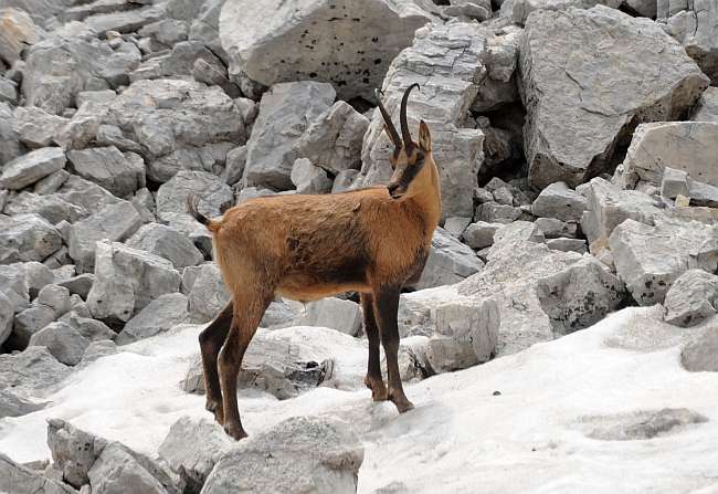 Camoscio d''Abruzzo Rupicapra pyrenaica ornata