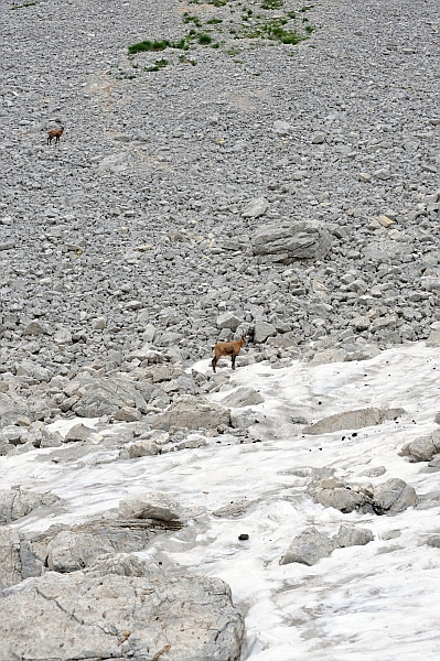 Camoscio d''Abruzzo Rupicapra pyrenaica ornata