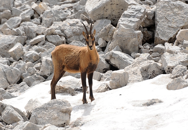 Camoscio d''Abruzzo Rupicapra pyrenaica ornata