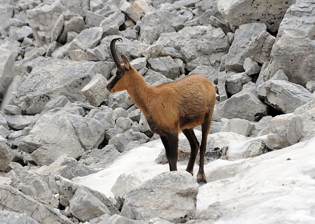 Camoscio d''Abruzzo Rupicapra pyrenaica ornata