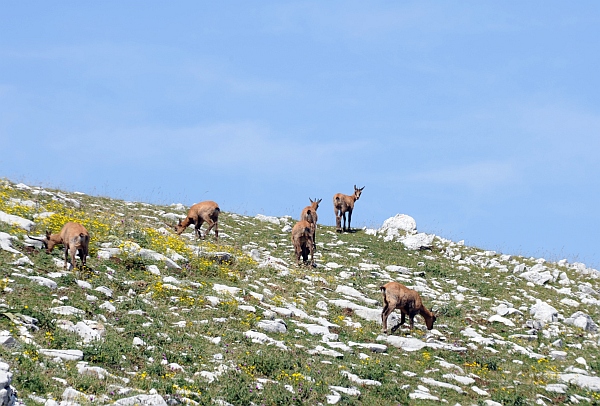 Camoscio d''Abruzzo Rupicapra pyrenaica ornata