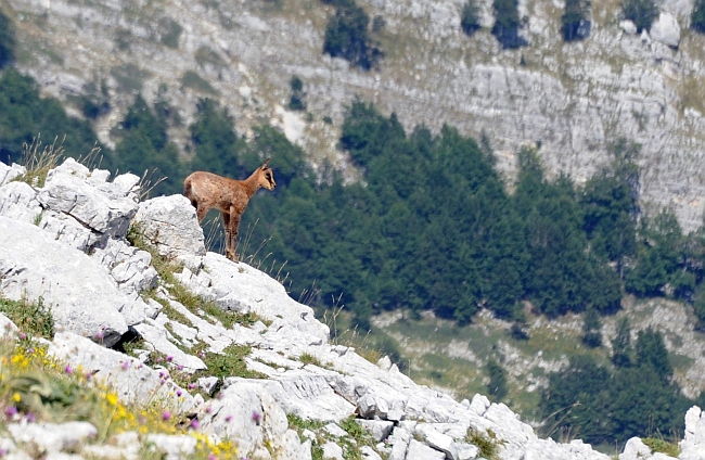 Camoscio d''Abruzzo Rupicapra pyrenaica ornata