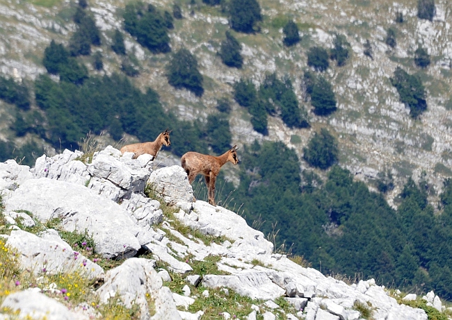 Camoscio d''Abruzzo Rupicapra pyrenaica ornata